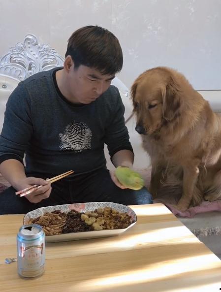 金毛和主人吃瓜视频