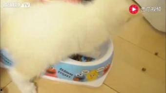 可爱的猫吃瓜视频,欢乐瞬间萌动人心