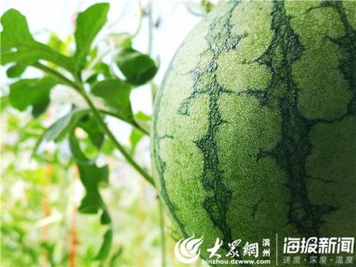 云木吃瓜视频入口在哪看,视频入口一网打尽