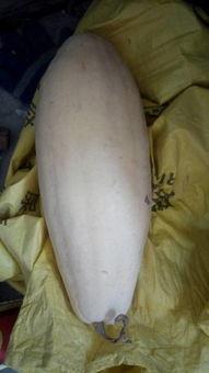 吃瓜大白视频,短视频背后的趣味与真相