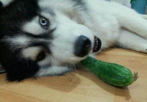 二哈吃瓜而已视频全集下载,全集下载，笑料横生的欢乐时光回顾