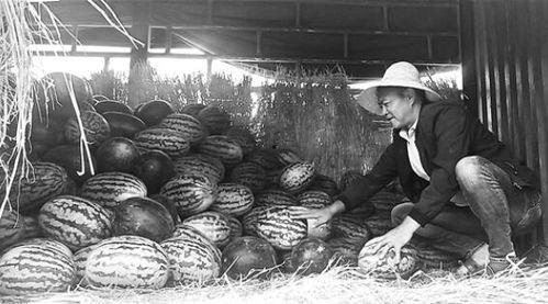 石佛寺吃瓜群众事件视频,一场网络视频引发的社区风波